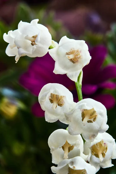 Dettagli Dei Fiori Bianchi Del Giglio Della Valle — Foto Stock