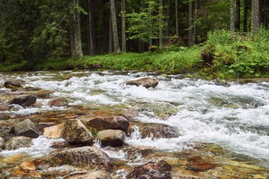 Polonya Tatra Dağları vadide bir dağ dere