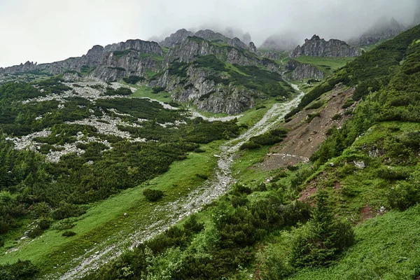 Ein Berghang Mit Latschenkiefern Und Kalksteinfelsen Der Tatra Polen — Stockfoto