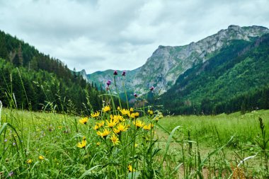Polonya 'daki Tatra dağlarındaki bir bahar çayırında açan renkli çiçekler