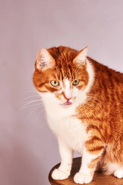 Portrait Ginger European Cat Poland — Stock Photo, Image