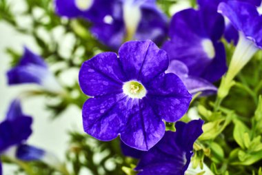 Bahçedeki Bahar sırasında güzel mor çiçek surfinia