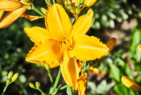 Krásné Žluté Lily Květina Během Jara Zahradě — Stock fotografie