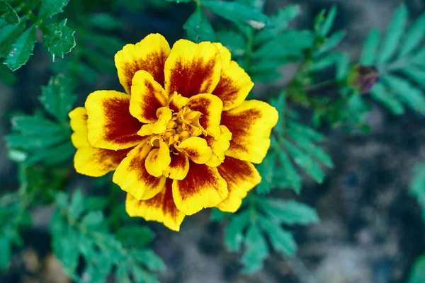 Hermosa Flor Turca Amarillo Naranja Durante Primavera Jardín —  Fotos de Stock