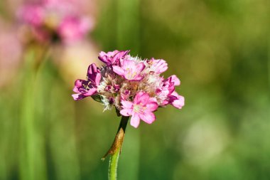 Bahar sırasında güzel pembe taş döşeli bahçe çiçek bahçesinde
