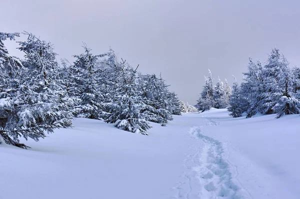 Pokryte Śniegiem Lasu Górach Izerskich Polska — Zdjęcie stockowe