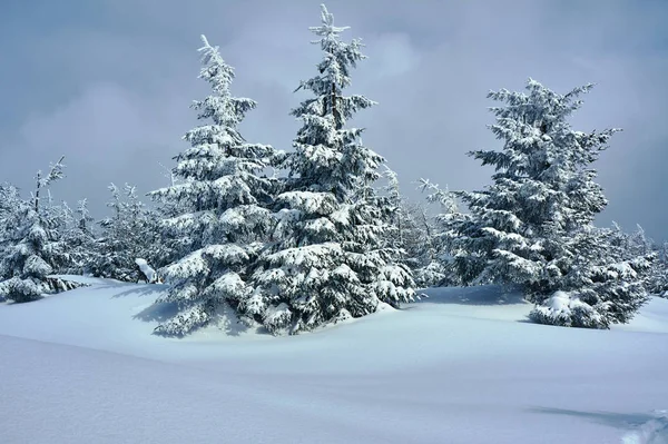 Forêt Enneigée Dans Les Montagnes Jizera Pologne — Photo