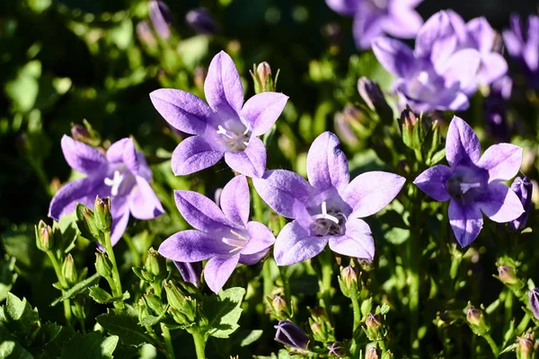 Kwiaty Piękne Fioletowe Bell Dalmacji Wiosną Ogrodzie — Zdjęcie stockowe