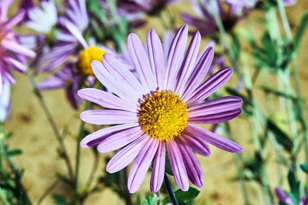 Λεπτομέρεια Του Γένους Osteospermum Λουλούδι Καλοκαίρι Στον Κήπο — Φωτογραφία Αρχείου