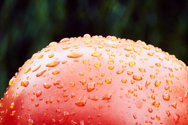 Water Droplets Tomato — Stock Photo, Image