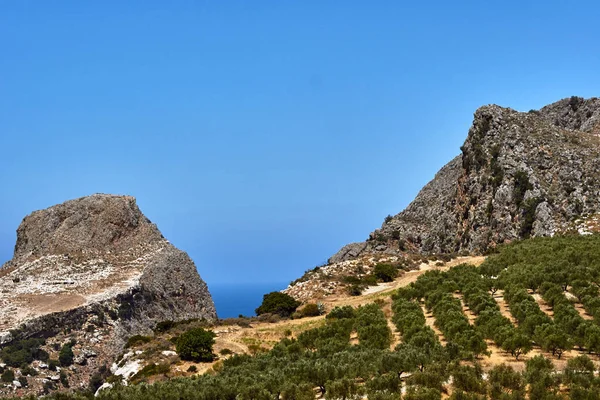 Rotsachtige Piek Olijfbomen Het Eiland Kreta Griekenland — Stockfoto