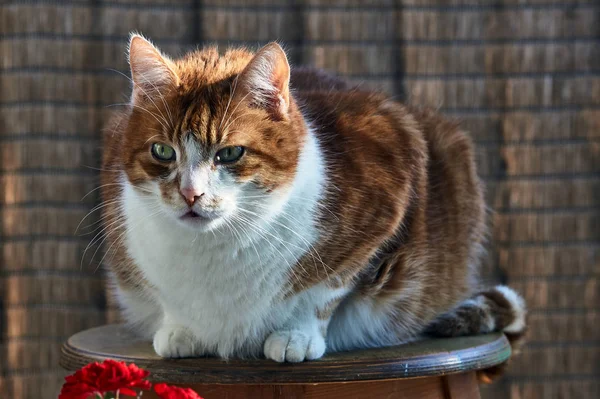 Ingwer Und Weiß Erwachsene Europäische Katze — Stockfoto