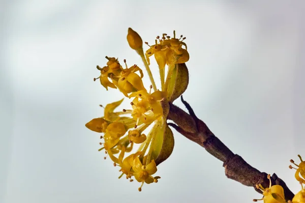 黄芽和花在春天 — 图库照片