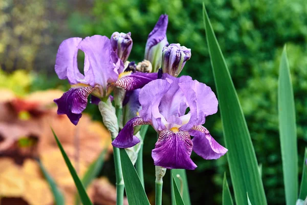 Schöne Lila Irisblüte Schließen Garten Frühling — Stockfoto