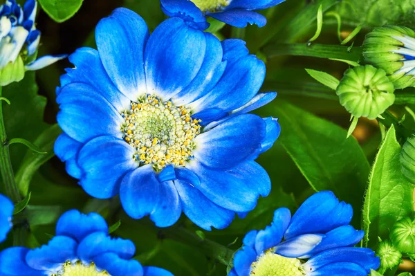 装飾的な青い花の庭キオン属 — ストック写真