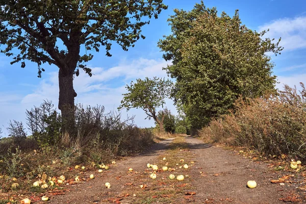 Manzanas Maduras Camino Tierra Verano Polonia — Foto de Stock