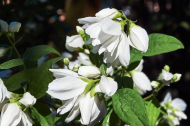 Küçük beyaz çiçekler ilkbaharda ağaç Polonya