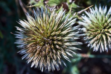 Dikenli thistle topa Yunanistan Kos Adası