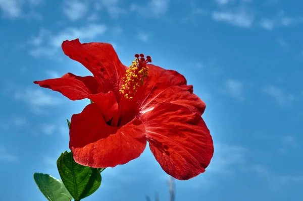 Fiore Rosso Ibisco Sull Isola Kos Grecia — Foto Stock