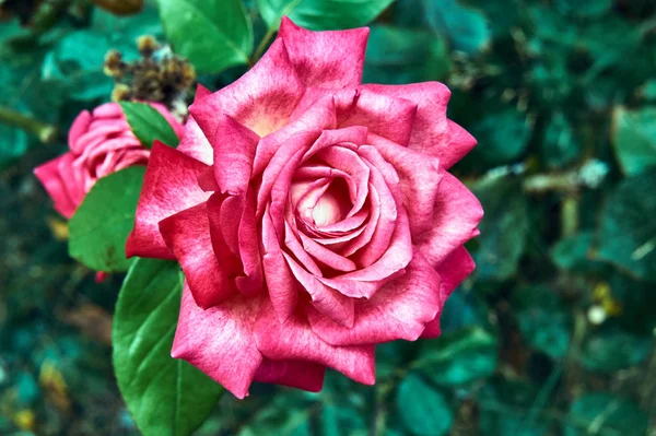 Redflower Aumentou Ilha Kos Grécia — Fotografia de Stock