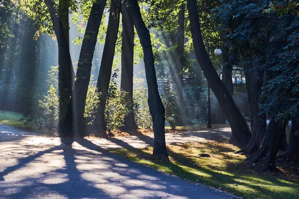 Δένδρα Στο Πάρκο Της Πόλης Νωρίς Πρωί Στο Πόζναν — Φωτογραφία Αρχείου