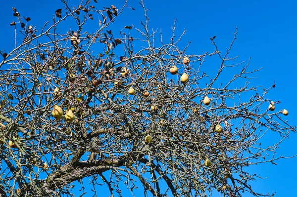 Peras Maduras Árbol Sin Hojas Durante Otoño Alemania —  Fotos de Stock