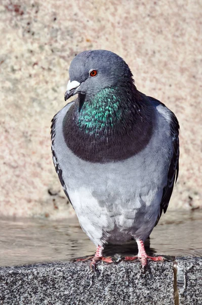 Portrait Pigeon Gris Pologne — Photo