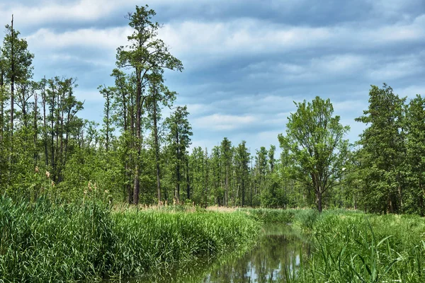 Schilf Ufer Eines Kleinen Flusses Einem Wald Polen — Stockfoto