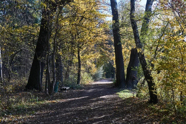 Route Dans Parc Feuilles Automne Colorées Sur Les Arbres Pologne — Photo