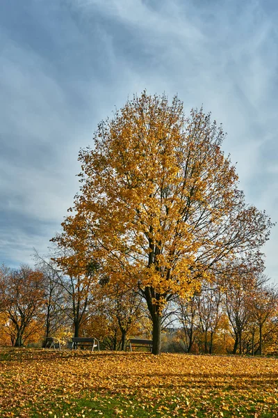 Színes Őszi Levelek Fán Egy Park Poznan — Stock Fotó