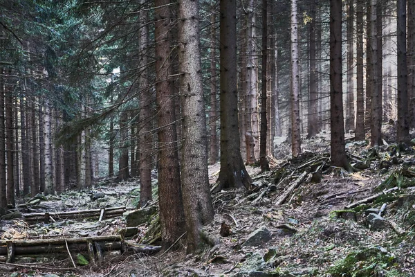 Forêt Conifères Flanc Montagne Dans Les Monts Géants Pologne — Photo