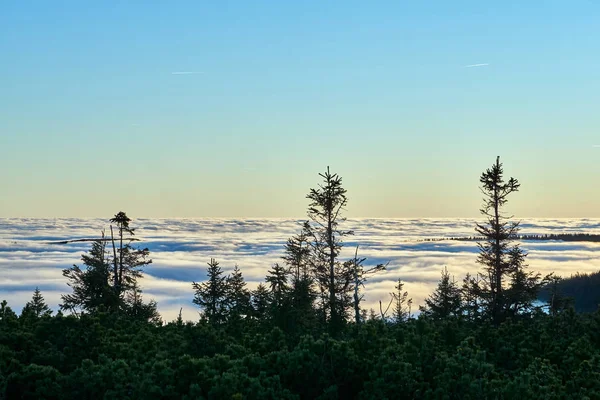 Κωνοφόρα Δάση Πάνω Από Σύννεφα Στο Βουνό Στο Giant Mountains — Φωτογραφία Αρχείου