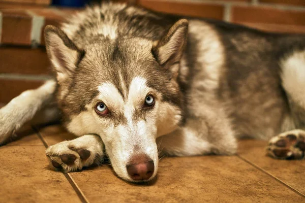 Portrét Mladé Sibiřský Husky Pes — Stock fotografie