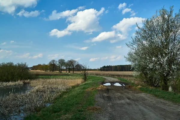 Polnej Drodze Drzew Owocowych Kwitnących Wiosną Polsce — Zdjęcie stockowe