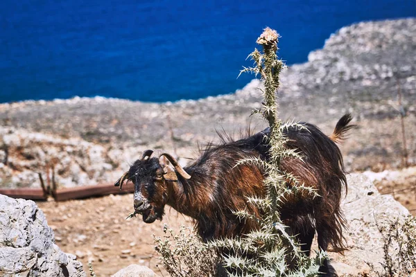 Dikenli Thistle Yunan Girit Adası Üzerinde Yemek Keçi — Stok fotoğraf