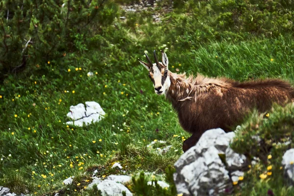 Tátra Chamois Réten Tátra Hegyek Lengyelországban — Stock Fotó