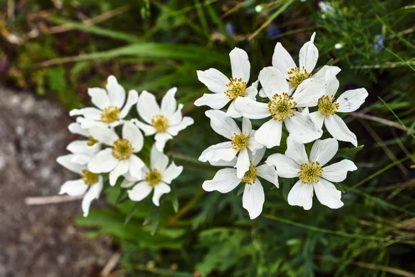 폴란드에서 Tatra 산에서 풀밭에 — 스톡 사진