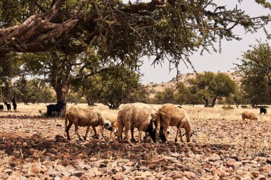 Fas'ta bir akasya gölgesinde otlatma koyun