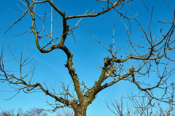 Branches Fruit Tree Sky Autumn Poland — Stock Photo, Image