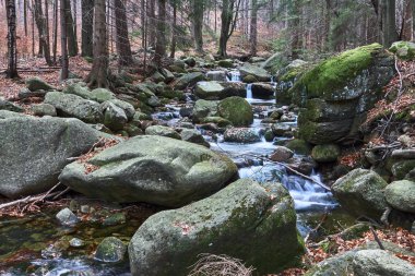 Giant Mountains Polonya'da bir ormanda bir dağ dere