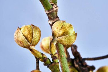 Bahar tomurcukları Polonya kiraz ağacı üzerinde Ayrıntılar