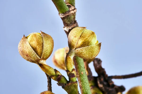 Detalhes Botões Primavera Árvore Cereja Polônia — Fotografia de Stock