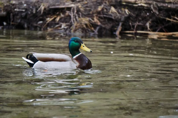 Male Mallard Duck Floating Lake Poland — Stock Photo, Image