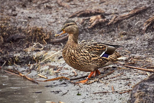 Canard Colvert Femelle Flottant Sur Lac Pologne — Photo