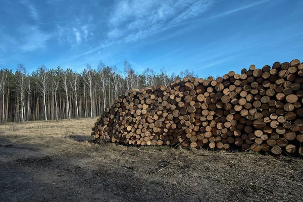 Polonya Bir Ormandaki Kesilmiş Ağaç Yığını — Stok fotoğraf