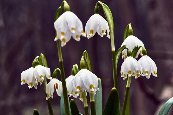 Biały Kwiat Płatek Śniegu Wiosna Lesie — Zdjęcie stockowe