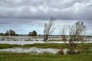 Polonya 'da Warta Nehri' nin ağzındaki durgun sular