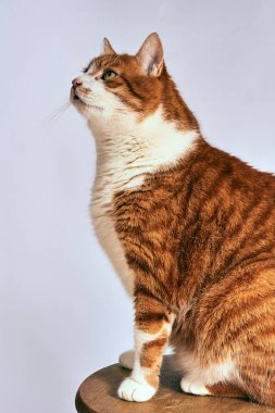 Polonya zencefil Avrupa kedi portresi