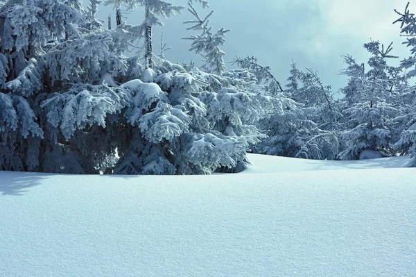 Floresta Coberta Neve Nas Montanhas Jizera Polônia — Fotografia de Stock