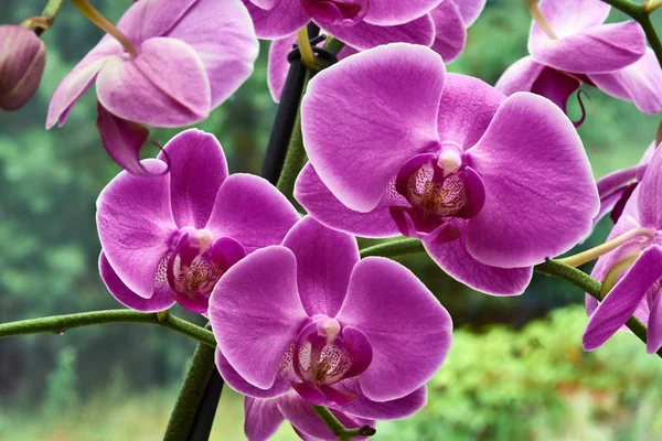 Dettaglio Fiori Orchidea Rosa Giardino — Foto Stock